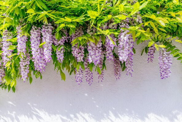 413693_visterijashutterstock-1390442762_ff.jpg