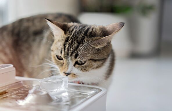 OBEZBEDITE IM DOVOLJNO VODE I HLADA   stock-photo-close-up-to-a-cute-kitten-drinking-water-at-the-pet-drinking-fountain-domestic-pet-concept-2482935983.jpg