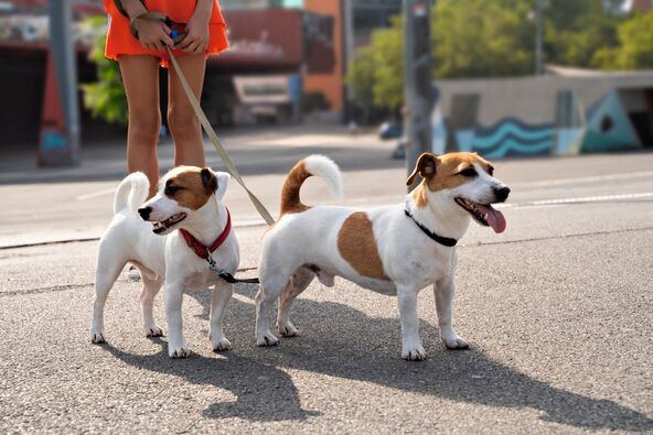 VREME ZA SETNJE I VREO ASFALT  stock-photo-couple-of-friends-pets-dogs-jack-russell-terriers-with-double-leash-looking-side-summer-heat-in-2325766281.jpg
