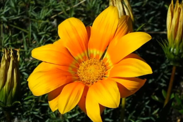 gazanija2.png