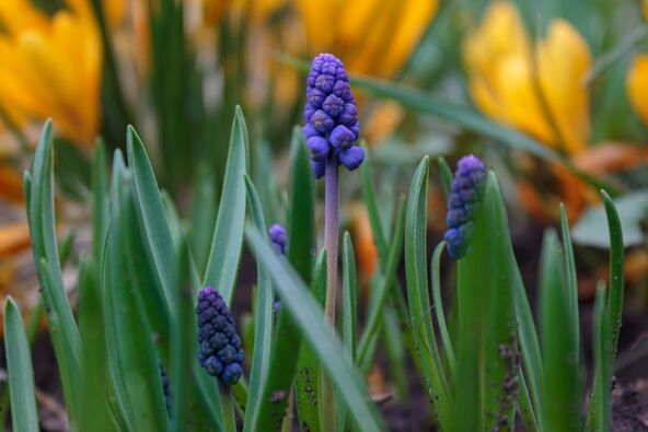 muscari.jpg