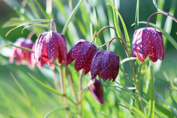 fritilarije