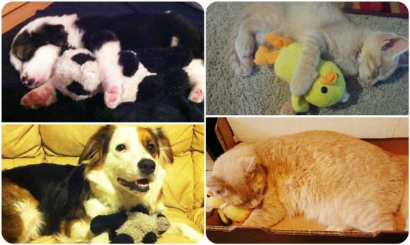 kucni-ljubimci-sa-igrackama.jpg