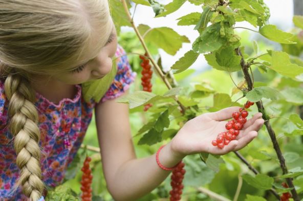 devojcica-bere-ribizle-thinkstock.jpg