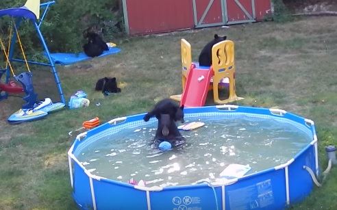 medvedi-u-bazenu.jpg