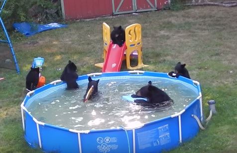 medvedi-u-bazenu.jpg