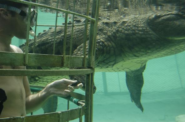 plivanje-sa-krokodilima.jpg