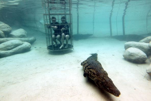 plivanje-sa-krokodilima.jpg