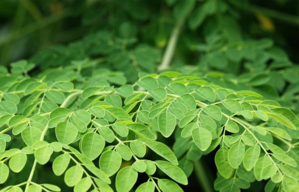 moringa.jpg