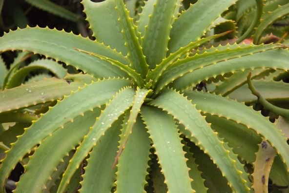 aloe-arborescens-shutterstock.jpg