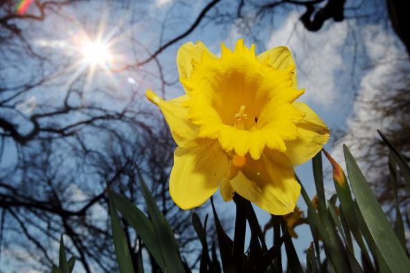 narcis.jpg
