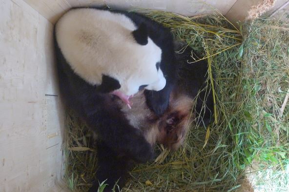 panda-sa-mladuncetom.jpg