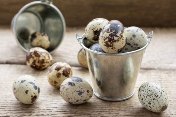 prepelicja-jaja.jpg