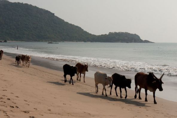 goa-indija.jpg