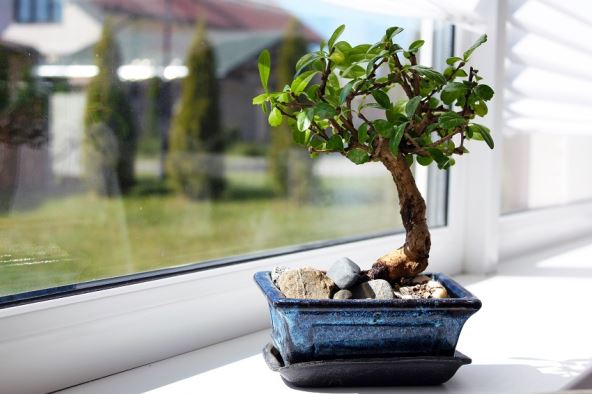 bonsai-thikstock.jpg
