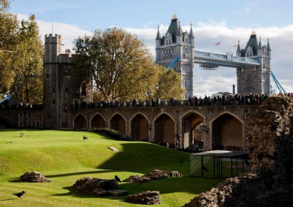 gavrani-na-london-taueru.jpg