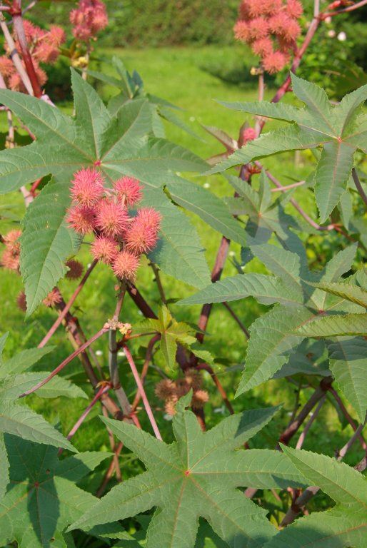 ricinus.jpg