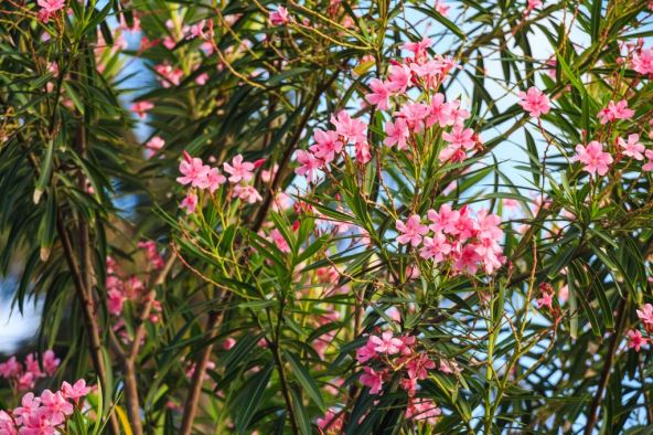 oleander.jpg