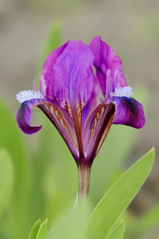 iris.jpg