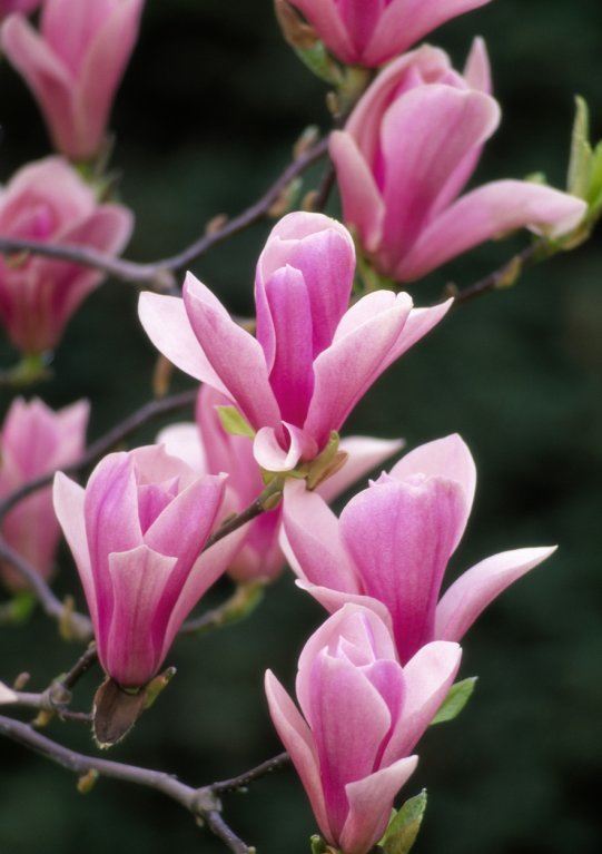 magnolija.jpg