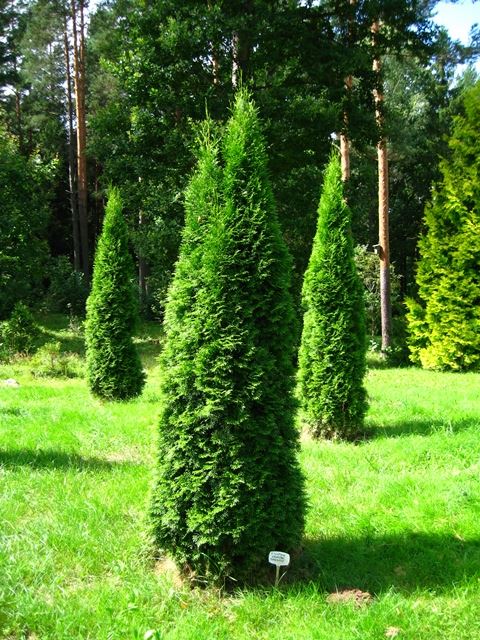 podlaskie--suprasl--kopna-gora--arboretum--thuja-occidentalis-smaragd--plant.jpg