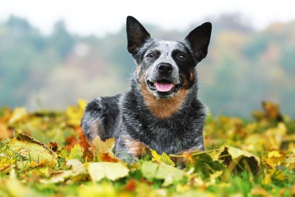 shutterstock-204566227.jpg