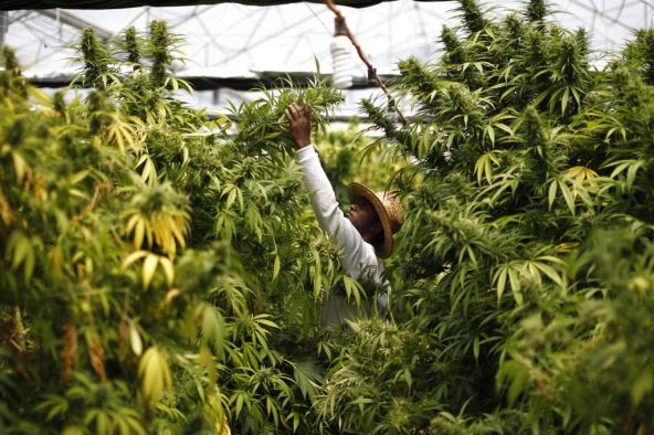 marihuana-izrael.jpg