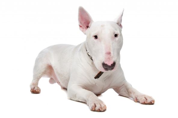 bull-terrier.jpg