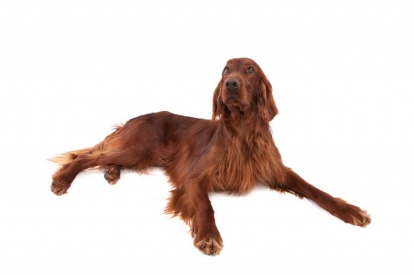 irish-setter.jpg