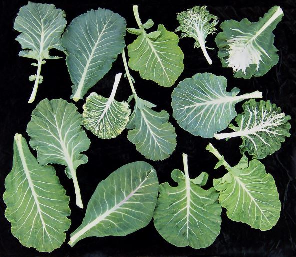 collard-leaves.jpg