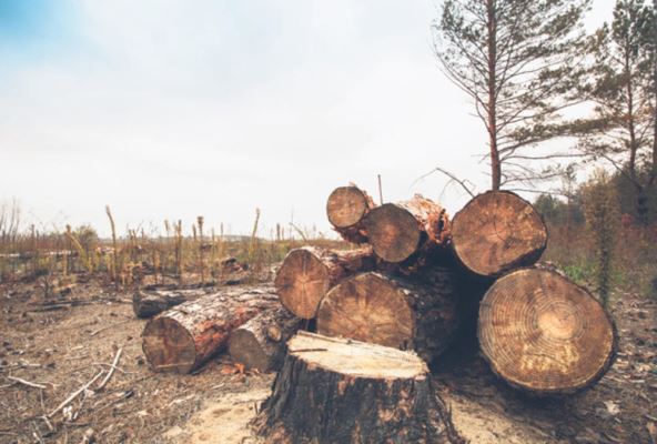 1931693-1002stockphotofelledtimberintheforest257688514-ff.jpg