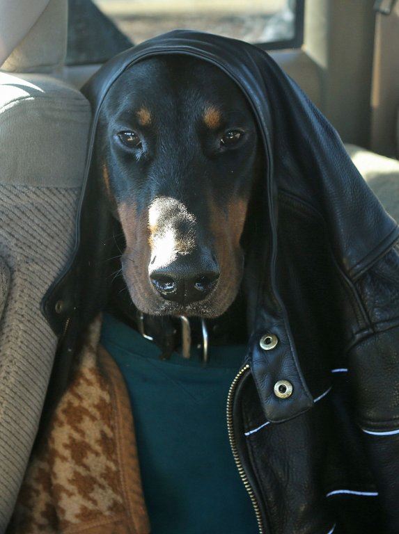 doberman-diablo.jpg