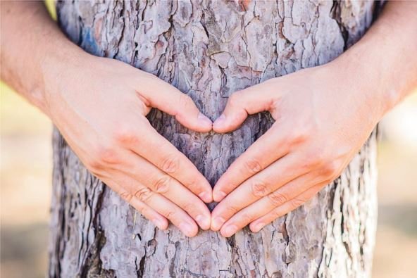 2030139-stockphotohandsmakingaheartshapeonatreetreehuggeranatureloverenvironmentalistwitharmswrapped526004818-ff.jpg