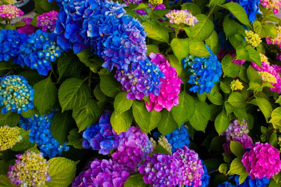shutterstock-1767017243.jpg