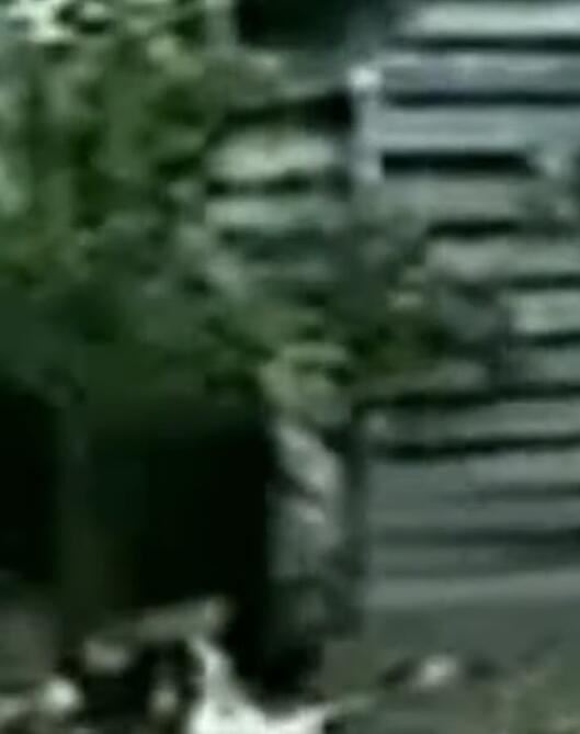 kokoskadevojka2.jpg