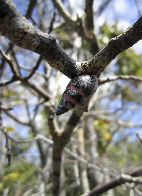 puz-aldabra.jpg