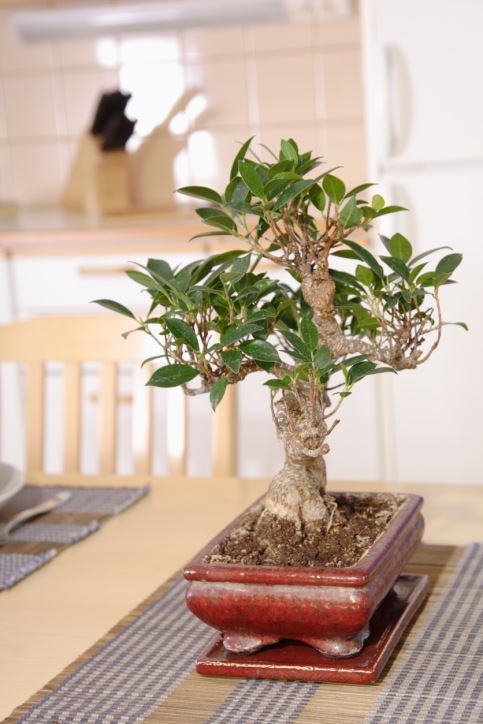 bonsai.jpg
