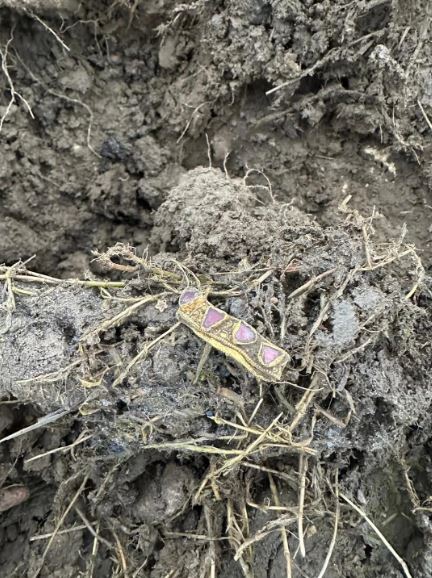 Čovek pronašao blago detektorom za metal