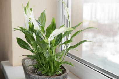 Screenshot 2025-11-26 132041.jpg