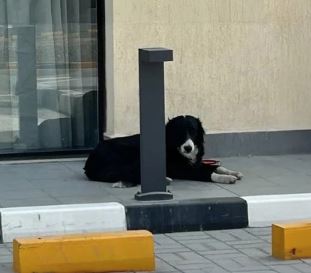 Napušteni pas u Dubaiju