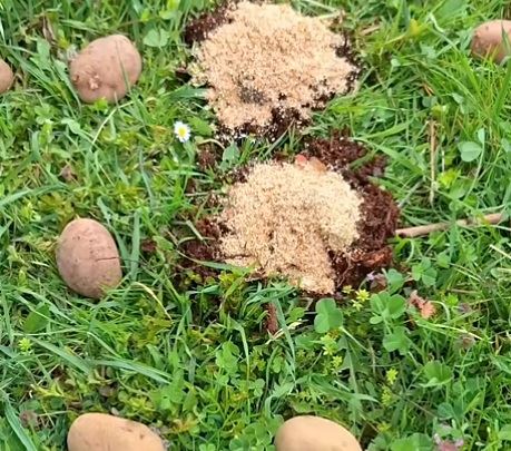 sadnja krompira5.jpg