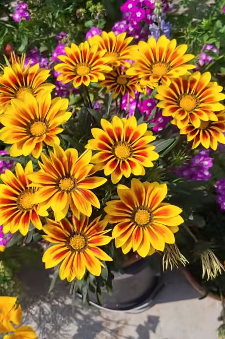 gazanija4.png