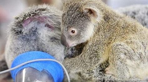 koala.jpg