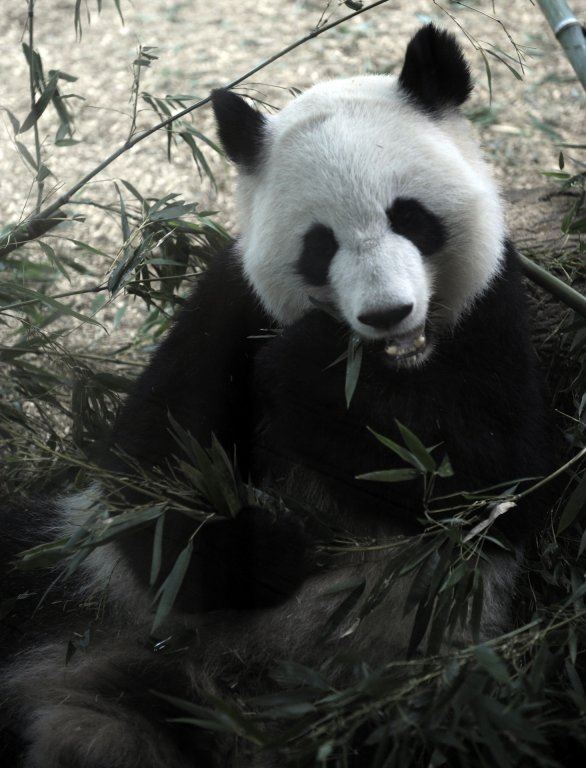 lun-lun.jpg