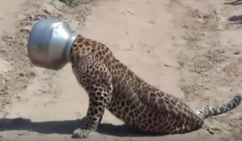 leopard.jpg