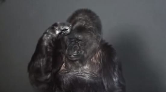 gorila-koko.jpg
