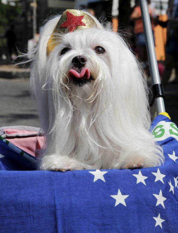 parada-kucica-u-riju.jpg