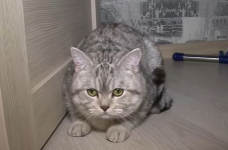 macak-carlis.jpg