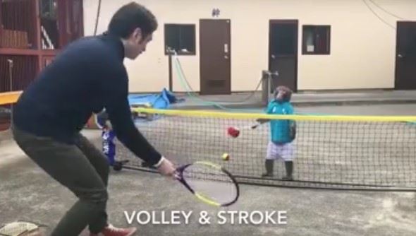 majmun-igra-tenis.jpg