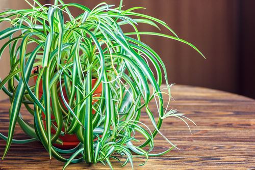 shutterstock-411810433.jpg